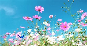 花丛中蝴蝶飞舞flash素材